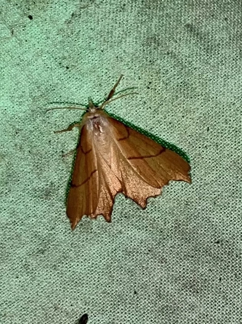 Ennomos erosaria - hársfa-levélaraszoló