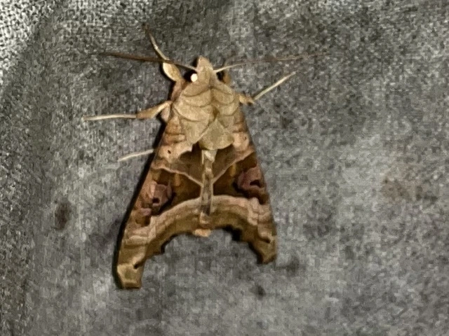 Phlogophora meticulosa - vándorló csipkésbagoly