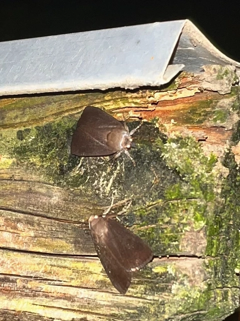 Amphipyra livida - zsírfényű bagoly