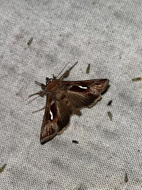 Macdunnoughia confusa - cseppfoltos ezüstbagoly