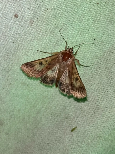 Helicoverpa armigera - kukorica-veteménybagoly