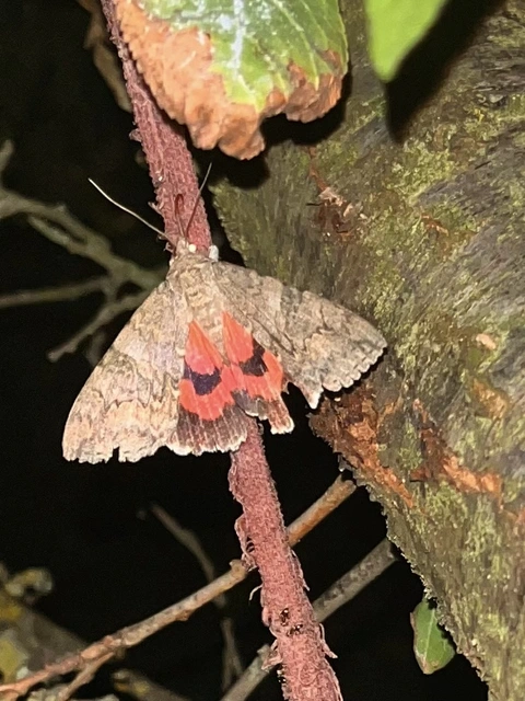 Catocala nupta - piros övesbagoly