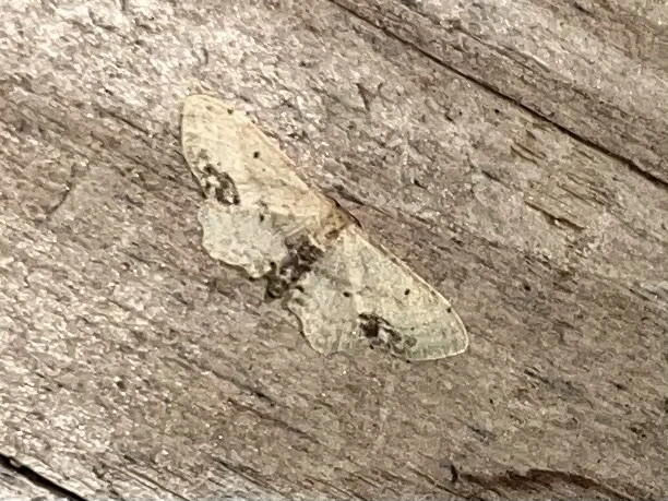 Idaea dimidiata - gyakori apróaraszoló