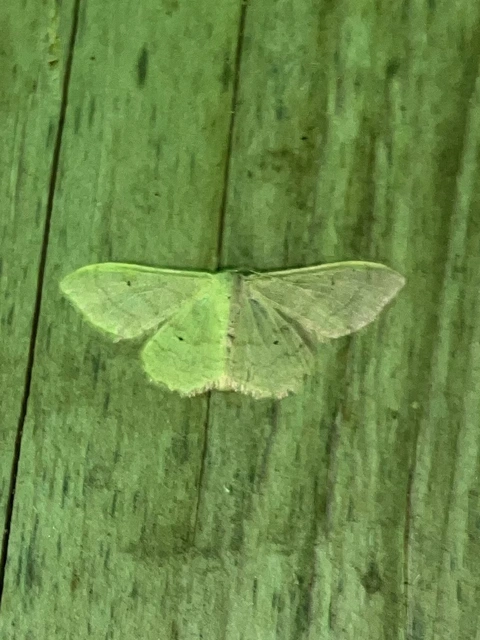Idaea straminata - szalmasárga sávosaraszoló
