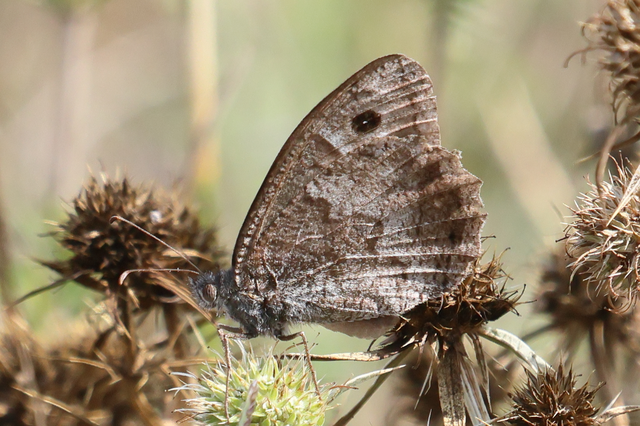 Hipparchia statilinus - homoki szemeslepke