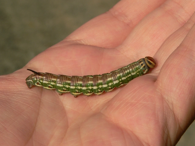 Hyloicus pinastri - fenyőszender