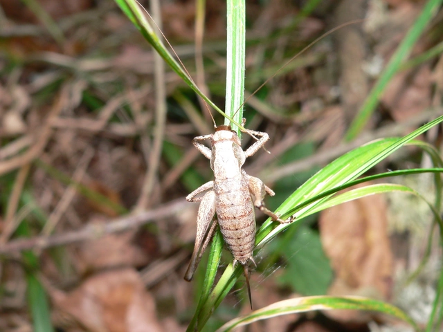 Pholidoptera griseoaptera - szürke avarszöcske