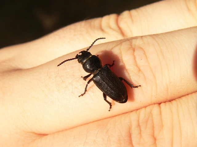 Spondylis buprestoides - erdei félcincér