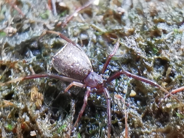 Episinus truncatus - csonka törpepók