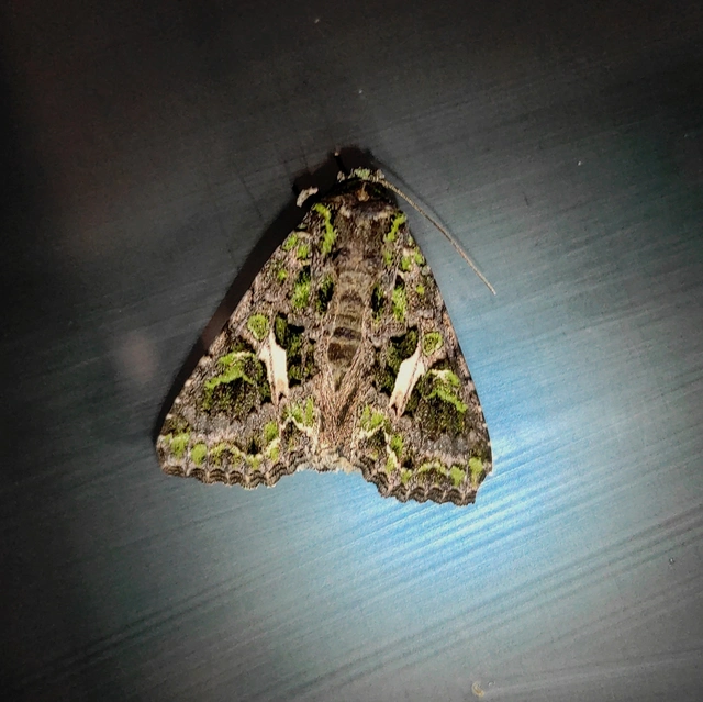 Trachea atriplicis - nyári zöldbagoly