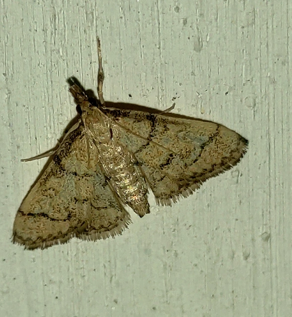 Metasia ophialis - kígyósávos tűzmoly