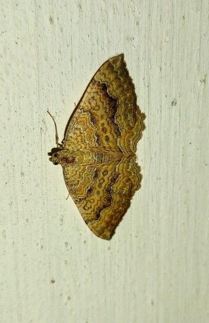 Camptogramma bilineata - kétvonalas sávosaraszoló
