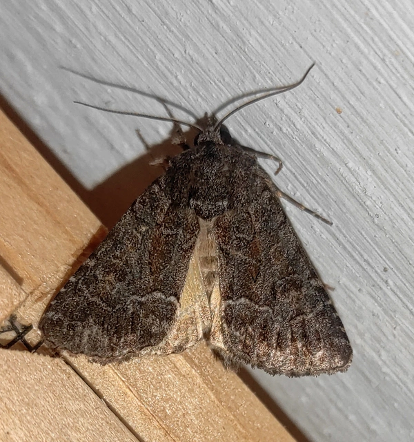 Thalpophila matura - fakó erdeibagoly