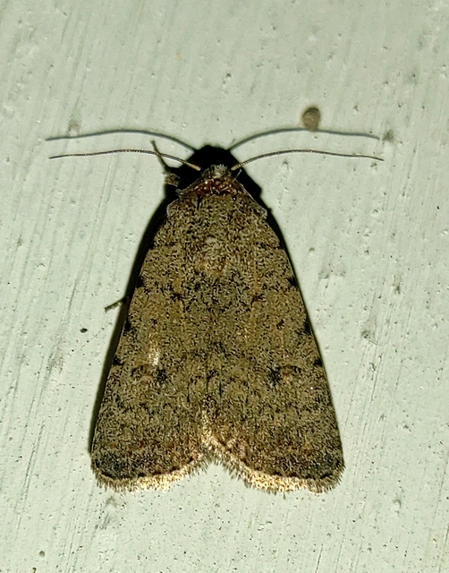 Paradrina clavipalpis - közönséges selymesbagoly