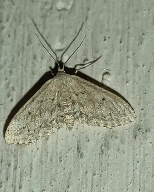 Idaea seriata - szürke apróaraszoló