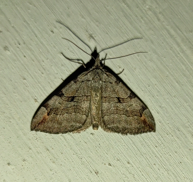 Aplocera plagiata - szürke csíkosaraszoló