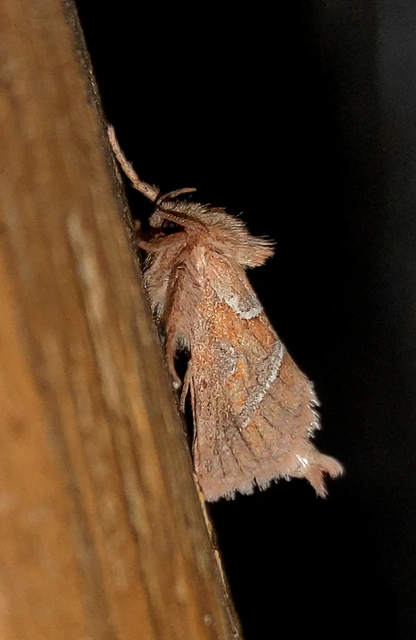 Triodia sylvina - kis gyökérrágólepke