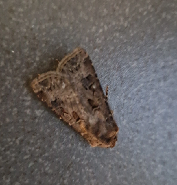 Agrotis bigramma - kétjegyű földibagoly