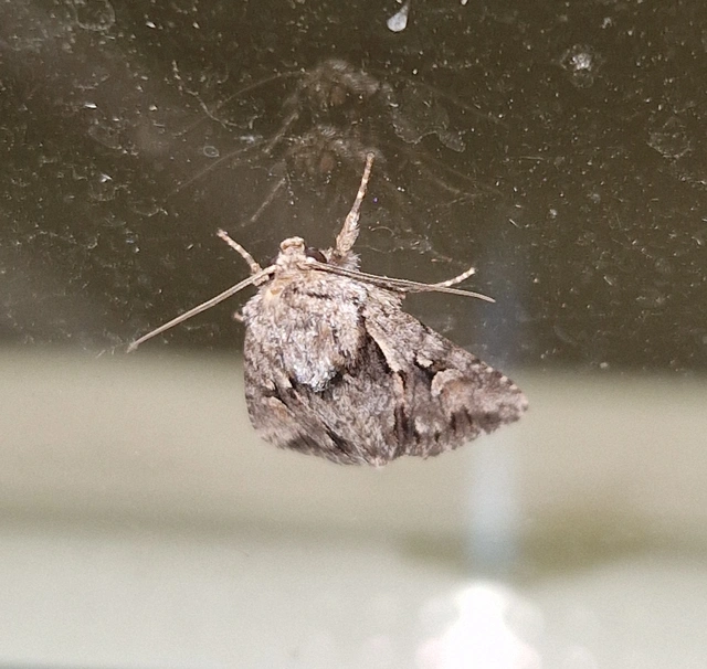 Chloantha hyperici - orbáncfű-sugarasbagoly