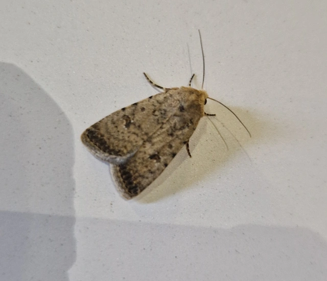 Paradrina clavipalpis - közönséges selymesbagoly