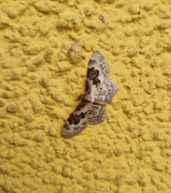 Idaea rusticata - tarka apróaraszoló
