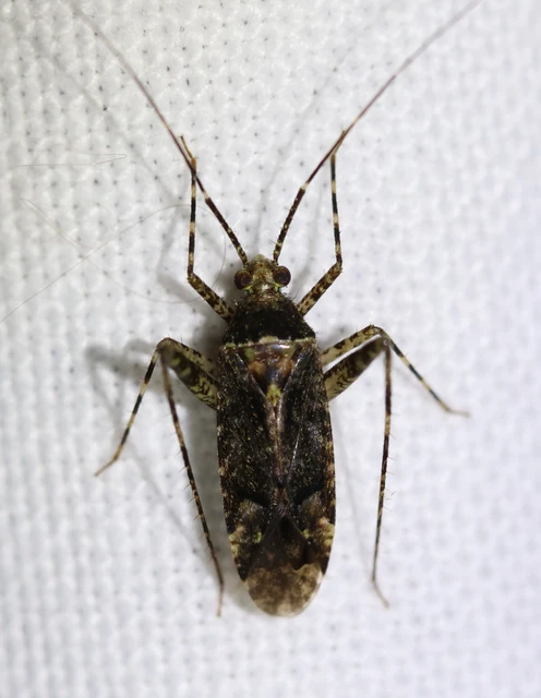 Phytocoris