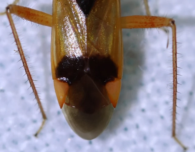 Megacoelum
