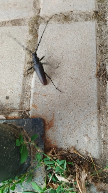 Cerambyx cerdo - nagy hőscincér