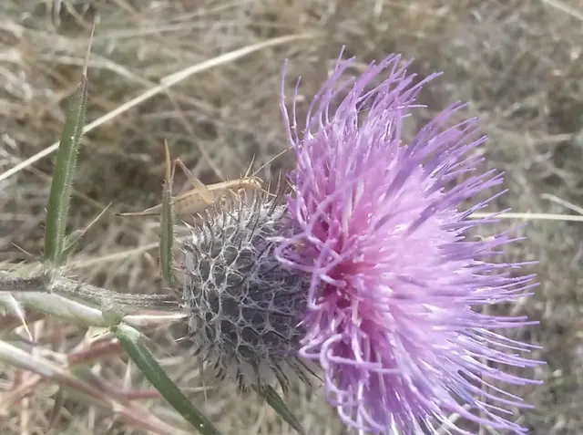 Oecanthus pellucens - pirregőtücsök