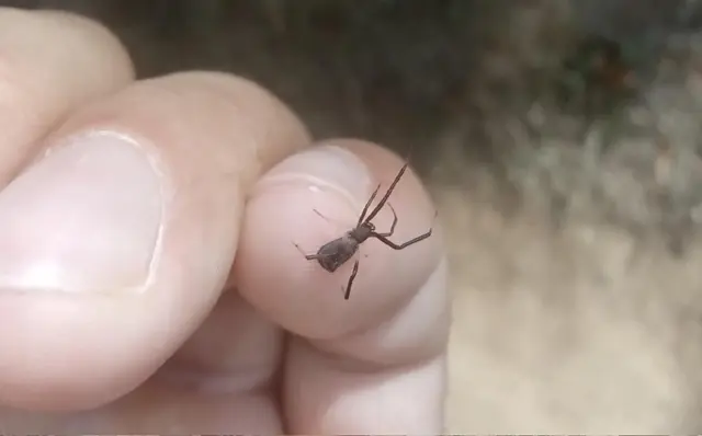 Episinus