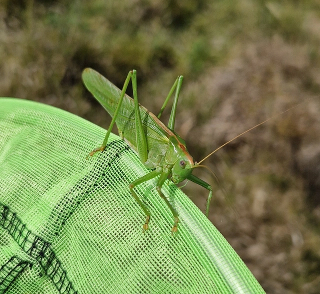 Tettigonia viridissima - zöld lombszöcske