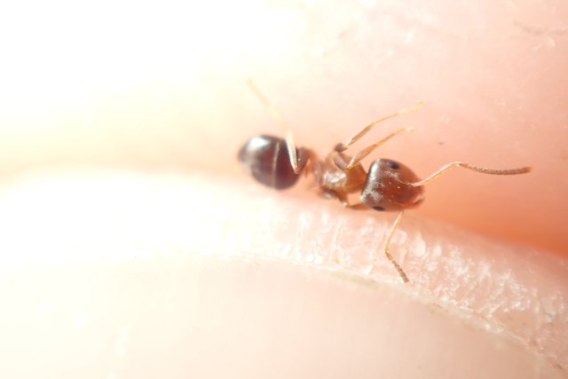 Lasius brunneus - rozsdáshátú feketehangya