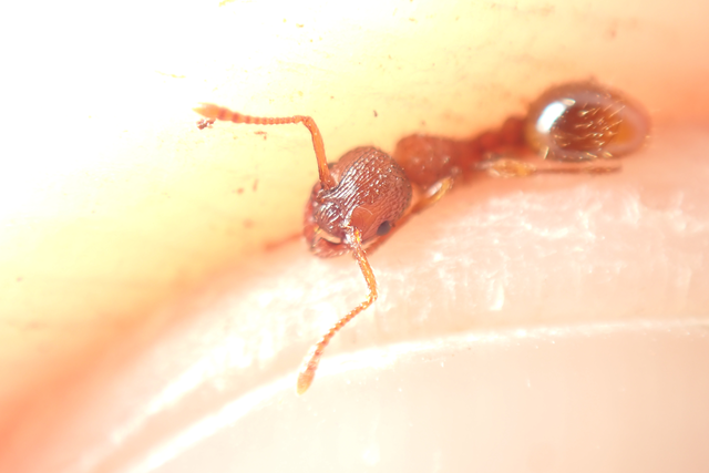 Myrmica sabuleti - gyakori bütyköshangya