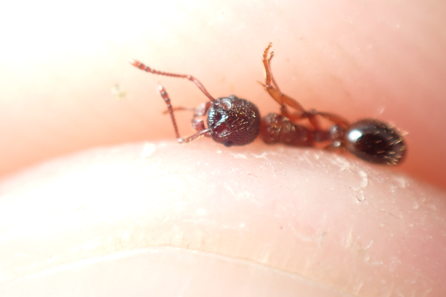 Myrmica schencki - kétszínű bütyköshangya