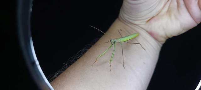 Mantis religiosa - imádkozósáska