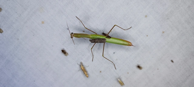 Mantis religiosa - imádkozósáska
