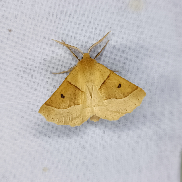 Crocallis elinguaria - sárga sávosaraszoló