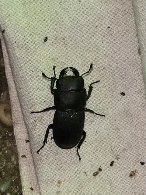 Dorcus parallelipipedus - kis szarvasbogár