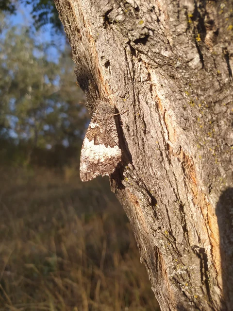 Brintesia circe - fehéröves szemeslepke