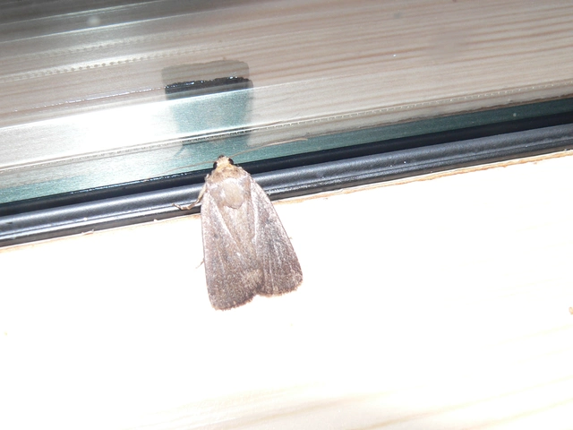 Amphipyra tragopoginis - bakszakállbagoly