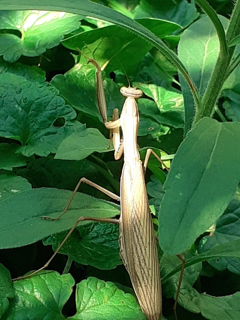 Mantis religiosa - imádkozósáska