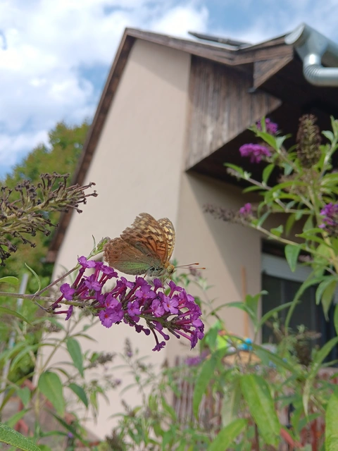 Argynnis pandora - zöldes gyöngyházlepke