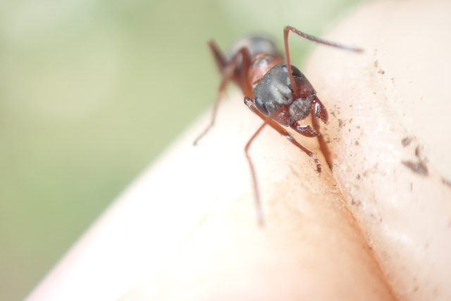 Formica cunicularia - gyakori rabszolgahangya