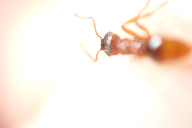 Myrmica ruginodis - erdei bütyköshangya