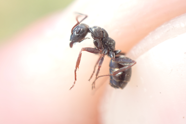 Formica fusca - kormos rabszolgahangya