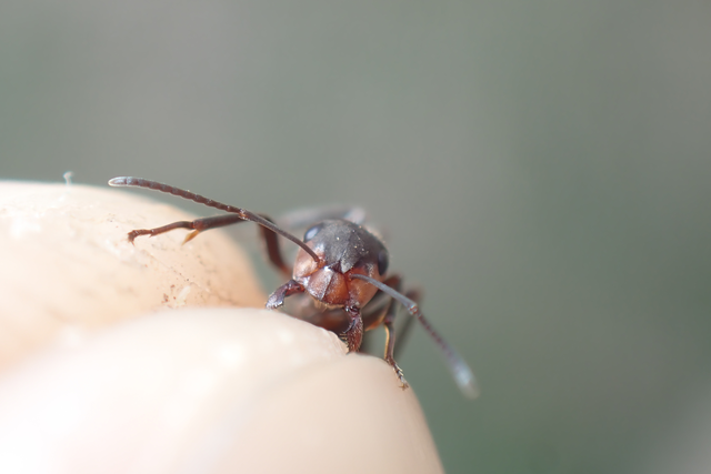 Formica pratensis - réti vöröshangya
