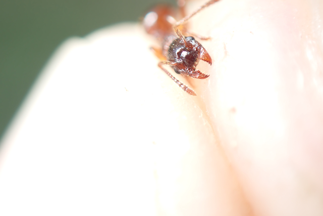 Myrmica ruginodis - erdei bütyköshangya