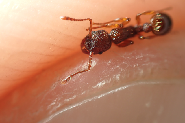 Myrmica sabuleti - gyakori bütyköshangya