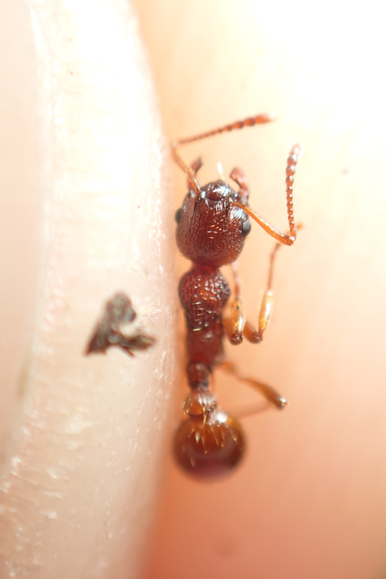 Myrmica ruginodis - erdei bütyköshangya