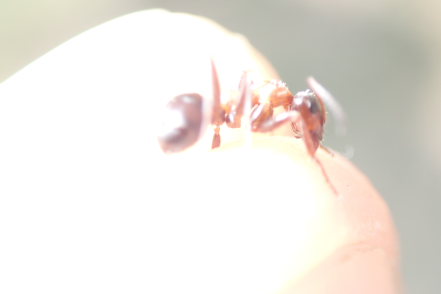 Formica rufibarbis - vörös rabszolgahangya